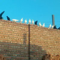 5عددکبوتر فروشی|پرنده|خسروشاه, |دیوار