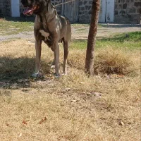 ماده سرابی|سگ|مشگین شهر, |دیوار