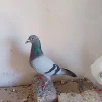 ۶۰۰