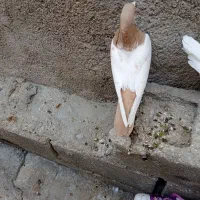 کبوتر سینیه