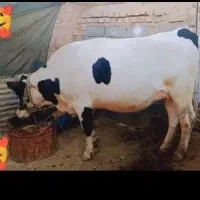 گاو  آبستن
