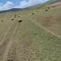 فروش انواع علوفه وکاه