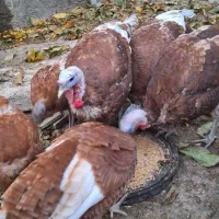 فروش بغلمون خونگی اورگانیک|حیوانات مزرعه|مهاجران, |دیوار