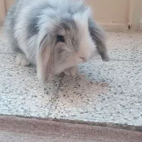 خرگوش خارجی