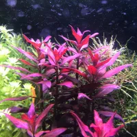 گیاه آکواریوم و پلنت|ماهی|تهران, میدان ولیعصر|دیوار