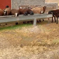 بره نر