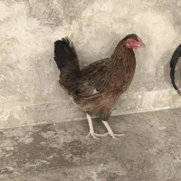 مرغ