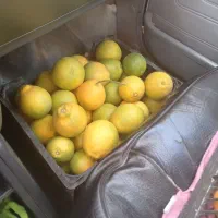 پرتقال تامسون|خوردنی و آشامیدنی|کردکوی, |دیوار