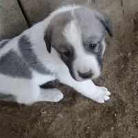 توله ماده پژدر خراسانی