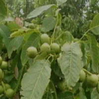 فروش باغ گردو|فروش زمین و ملک کلنگی|خزل, |دیوار