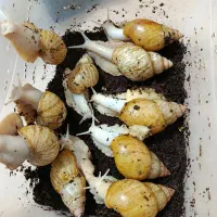 حلزون قیمت استثنایی