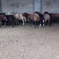 ۱۴عدد گوسفند دوعدد قوچ جوان یکی بره دار|حیوانات مزرعه|سیجوال, |دیوار