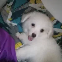 آشپیتز پامر|سگ|رشت, آتشگاه|دیوار