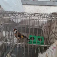 سهره
