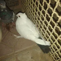 کبوتر دم سیاه|پرنده|سربیشه, |دیوار