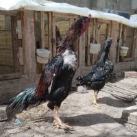 لاری حرفه ای