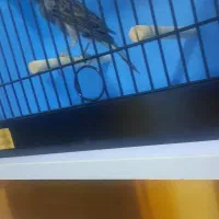 قناری نر توسی مست|پرنده|حمیدیه, |دیوار