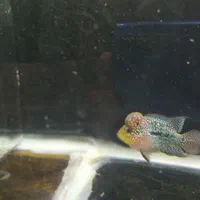 ماهی فلاور هورن|ماهی|فولادشهر, A2|دیوار