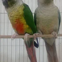 طوطی گرینچیک مولد