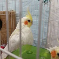 دو عدد عروس نر و ماده سالم  با قفس