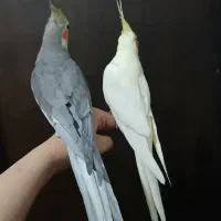 عروس هلندی جفت