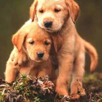 سگ گلدن ریتریور اسکاتلندی اصل فرصت محدودگران نخرید