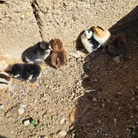 جوجه نرادی|حیوانات مزرعه|بهبهان, |دیوار