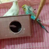 یک جفت مرغ عشق نرماده