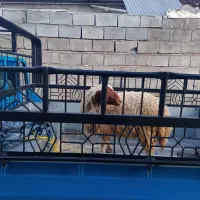 بره|حیوانات مزرعه|گوآور, |دیوار