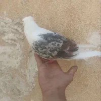 سه تا کبوتر