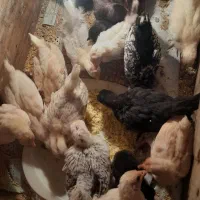 جوجه ی یک ماهه .واکسن خورده سیبرایت و جاپینز