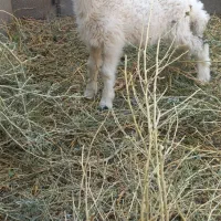 بره ماده یک ماه