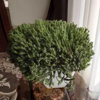 کاکتوس بدون خار افوربیا اختاپوسی 300پر زیبا