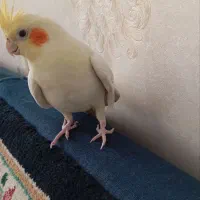 عروس هلندی لوتینو