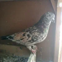 کفتر هفت رنگ|پرنده|صباشهر, |دیوار