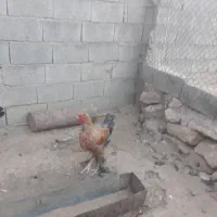 خروس دیلگونی|حیوانات مزرعه|سوق, |دیوار