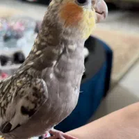 مژدگانی برای عروس هلندی