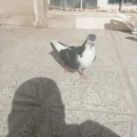 یه جفت کفتر ساده به شرط تخم جوجه کشی