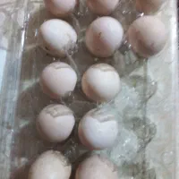 تخم‌ مرغ لاری نطفه‌دار