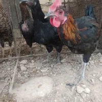 فروش جوجه خروس محلی اصل|حیوانات مزرعه|کوه چنار, |دیوار