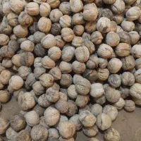 گردو|حراج|ایذه, |دیوار