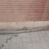 تنه درخت توت