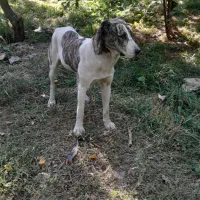 کوچوک افغان ۱۰ ماهه