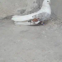 فروش جفت تهرونی کشیده|پرنده|خورموج, |دیوار