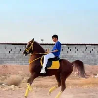 اسب نژاد عرب|اسب و تجهیزات اسبسواری|میناب, |دیوار