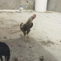 خروس لاری بزرگ