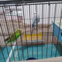 یک جفت مرغ عشق|پرنده|پاکدشت, پاکدشت (مامازند)|دیوار