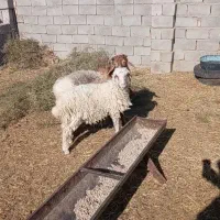 فروش دوبره نر