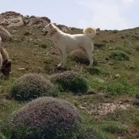 سگ نژاد قدیدم|سگ|انگوران, |دیوار