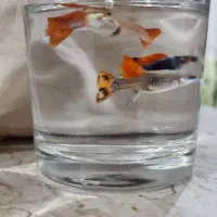 ماهی محبوب و زیبا آکواریوم|ماهی|گرگان, |دیوار